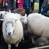 Foto: Intocht Sinterklaas in Groningen 2009 (1704)